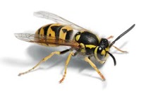 AC Wasp Treatments Redditch 377121 Image 0